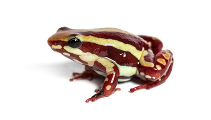 Anthony's poison arrow frog, Epipedobates anthonyi