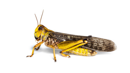 Migratory locust, Locusta migratoria, isolated on white