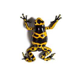Obraz premium Yellow-banded poison dart frog, Dendrobates leucomelas