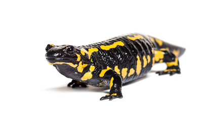 Fire salamander, Salamandra salamandra, isolated on white