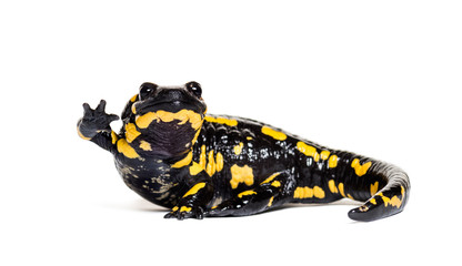 Fire salamander, Salamandra salamandra, waving