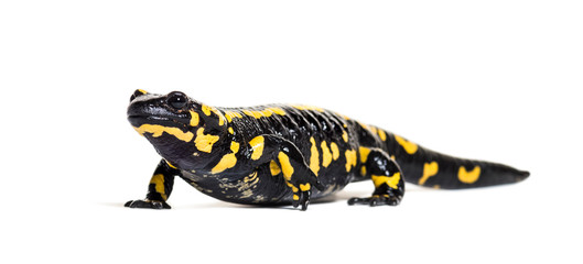 Fire salamander, Salamandra salamandra, isolated on white