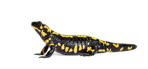 Fire salamander, Salamandra salamandra, isolated