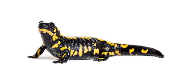 Fire salamander, Salamandra salamandra, isolated