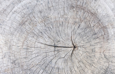Wooden old texture surface nature background,round cut down tree with cracks and annual rings.