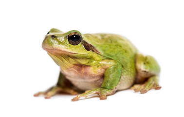 Mediterranean tree frog, Hyla meridionalis