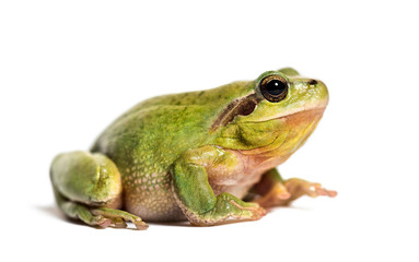 Mediterranean tree frog, Hyla meridionalis