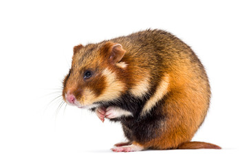 European hamster, Cricetus cricetus, isolated on white