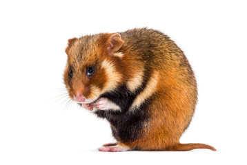 European hamster, Cricetus cricetus, grooming