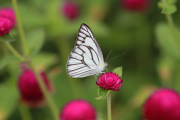 butterfly on a flower