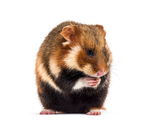 European hamster, Cricetus cricetus, isolated on white