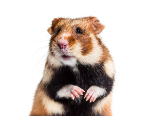 Obraz premium European hamster, Cricetus cricetus, on white background