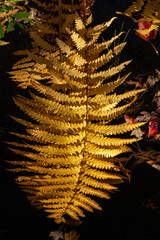 Fall Fern 2