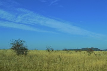 Fototapeta na wymiar landscape in the field