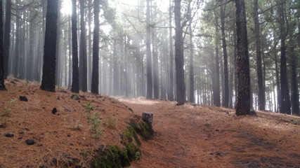 Im Wald von La Palma