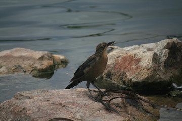 bird on rock