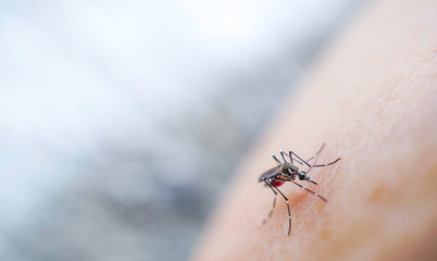 Mosquito sucking blood on human skin Malaria,Dengue,Chikungunya,Zica virus
