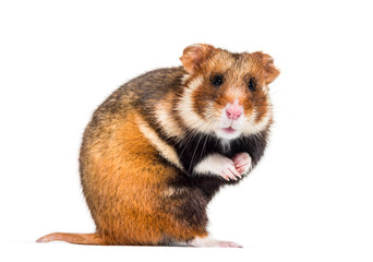 Obraz premium European hamster, Cricetus cricetus, isolated on white
