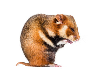 European hamster, Cricetus cricetus, grooming