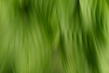 Abstract of Hosta Leaves
