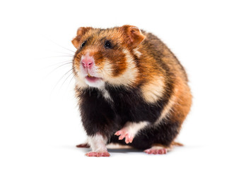 European hamster, Cricetus cricetus