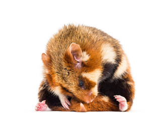 European hamster, Cricetus cricetus grooming