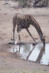 Fototapeta na wymiar Trinkende Giraffe