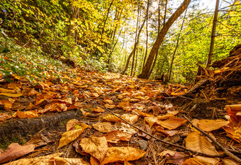 On The Trail