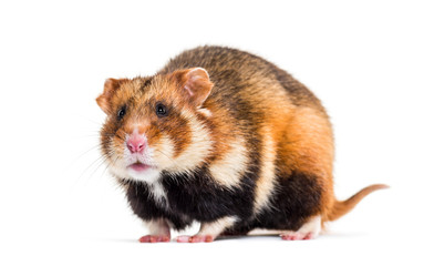 European hamster, Cricetus cricetus, in front of white