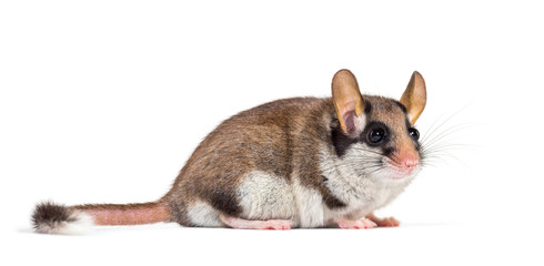 Garden Dormouse, Eliomys quercinus, in front of white background