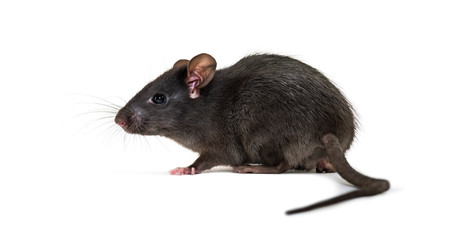 Black rat, Rattus rattus, in front of white background