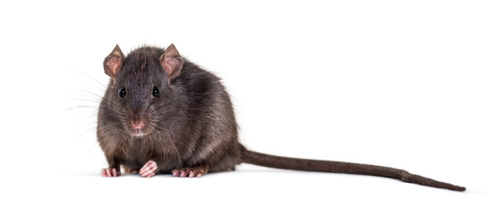 Black rat, Rattus rattus, sitting in front of white background