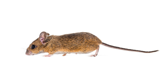 Eurasian mouse, Apodemus species, in front of white background