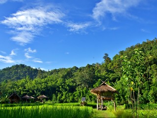 Landscape of the cottage in the rice famr under the blue sky in ChiangMai, Thailand