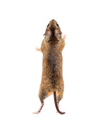 Eurasian mouse, Apodemus species, on hind legs in front of white