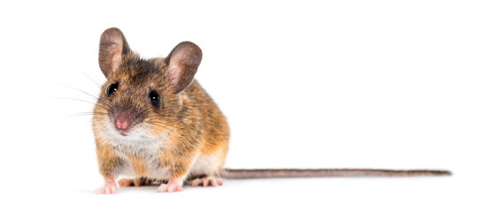 Eurasian mouse, Apodemus species, in front of white background