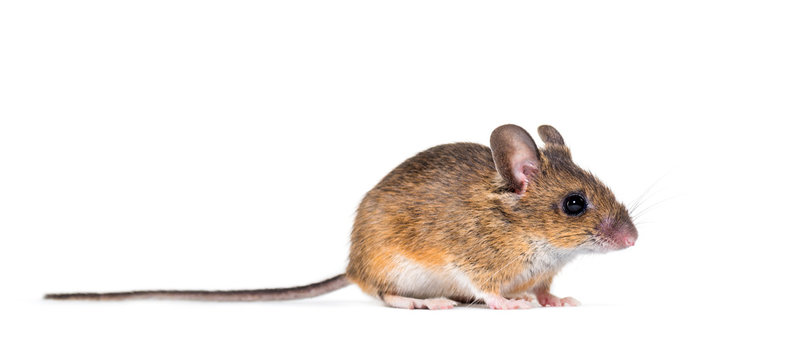 Eurasian mouse, Apodemus species, in front of white background