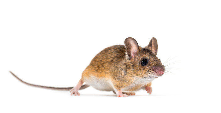 Eurasian mouse, Apodemus species, in front of white background