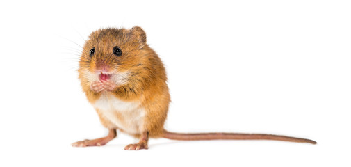 Eurasian harvest mouse, Micromys minutus, grooming