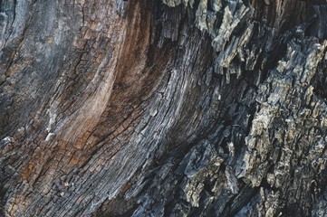 texture of bark of tree