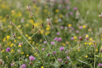 Vegetation in the countryside