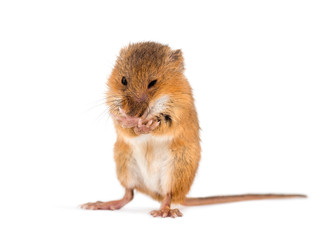 Eurasian harvest mouse, Micromys minutus, grooming