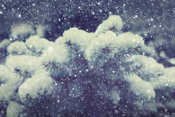 Pine branches covered with white snow. Winter background.