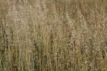 Vegetation in the countryside