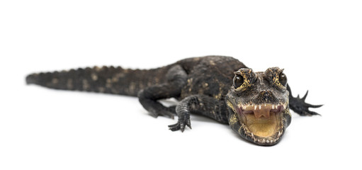Dwarf crocodile, Osteolaemus tetraspis, isolated on white