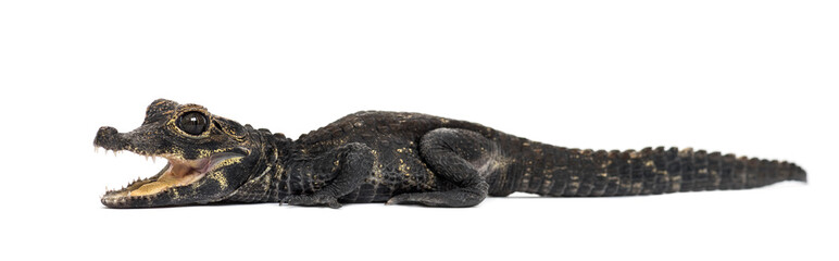 Dwarf crocodile, Osteolaemus tetraspis, isolated on white