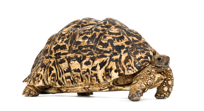 Leopard tortoise, Stigmochelys pardalis, isolated on white