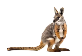 Foto op Plexiglas Geelvoetige rotswallaby, Petrogale xanthopus, kangoeroe © Eric Isselée