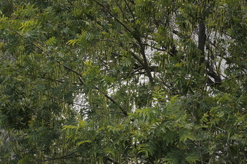 Vegetation in the countryside