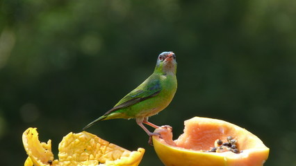 Green small bird 